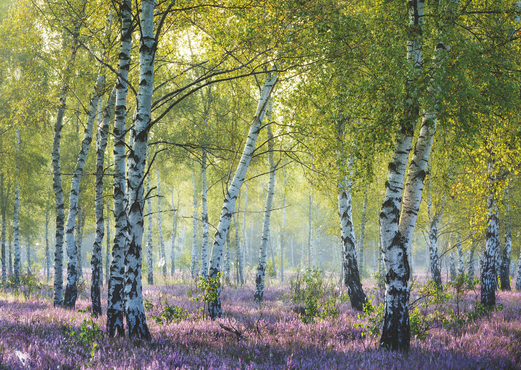 Ravensburger: Birch Forest (1000pc Jigsaw)