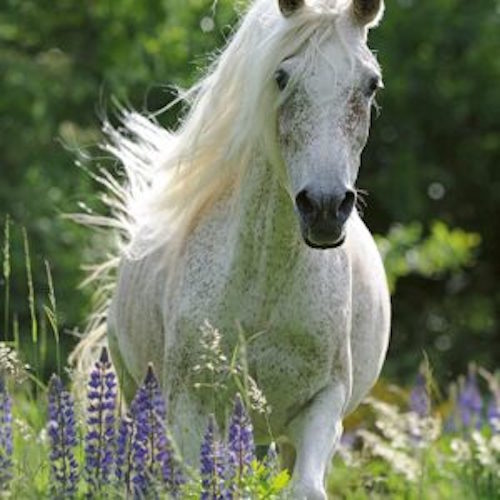 Ravensburger: A Horse in Flowers (100pc Jigsaw)