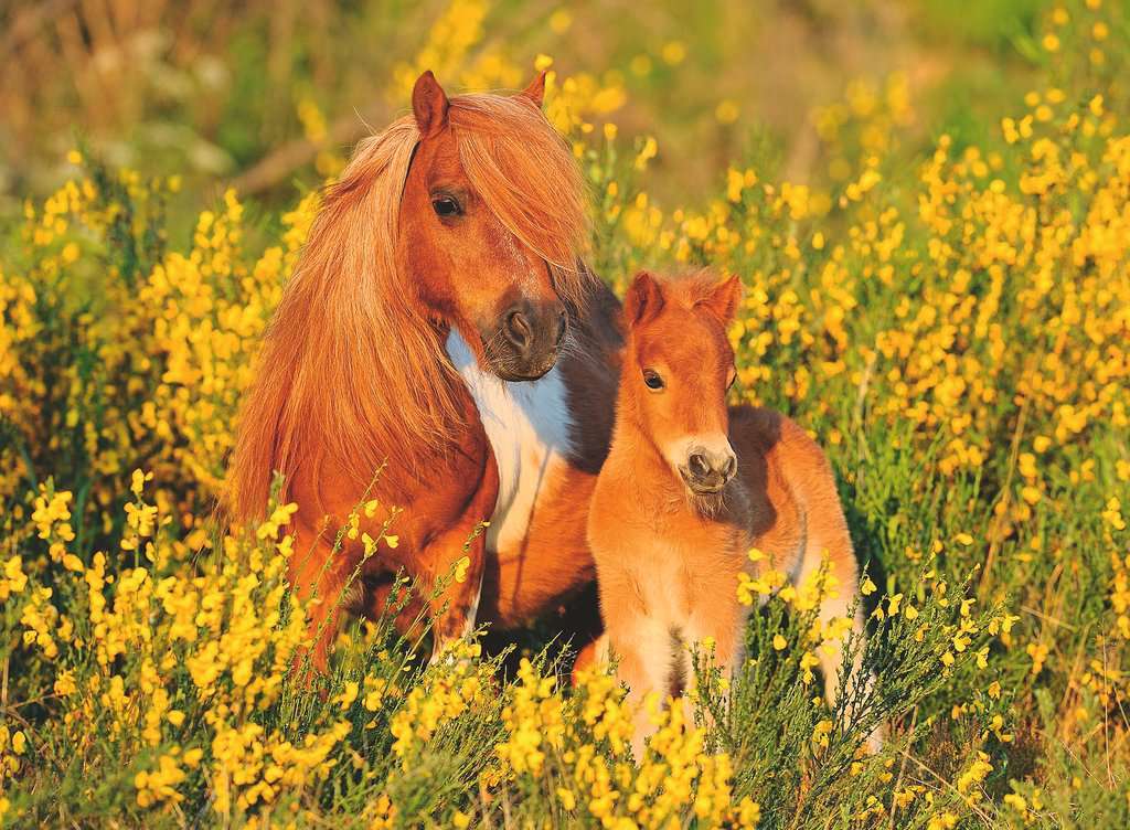 Ravensburger: Shetland Ponies (100pc Jigsaw)