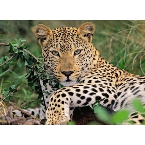 Ravensburger: Lounging Leopard (100pc Jigsaw)