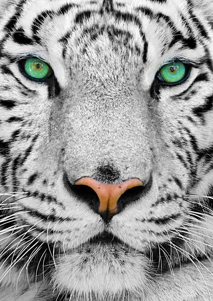 Enjoy Puzzle: White Siberian Tiger (1000pc Jigsaw)
