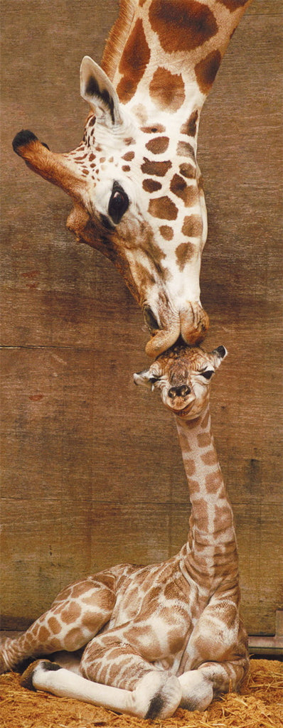 Ravensburger: Giraffe's First Kiss Panorama (1000pc Jigsaw)